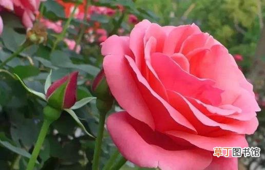 月季花怎样养 养月季花的注意事项