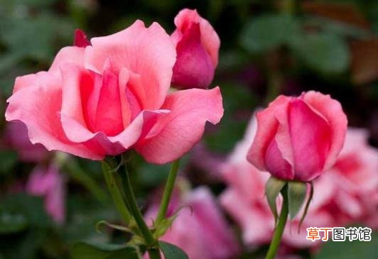 月季花怎样养 养月季花的注意事项