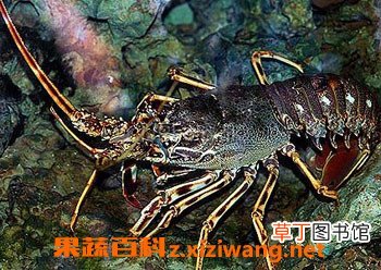 螯虾和龙虾有什么区别