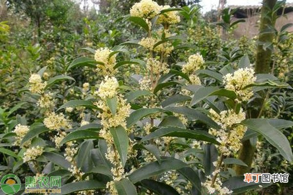 柳叶桂是什么桂花树品种？适宜在哪种植？