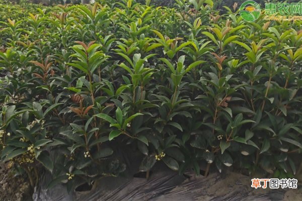柳叶桂是什么桂花树品种？适宜在哪种植？