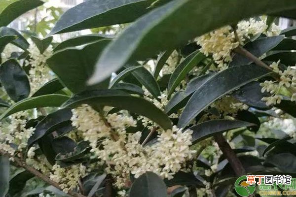 柳叶桂是什么桂花树品种？适宜在哪种植？