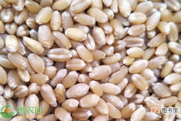 河南省小麦苗情好于常年一二类苗占比90.7%