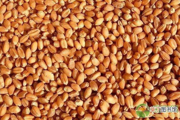 河南省小麦苗情好于常年一二类苗占比90.7%