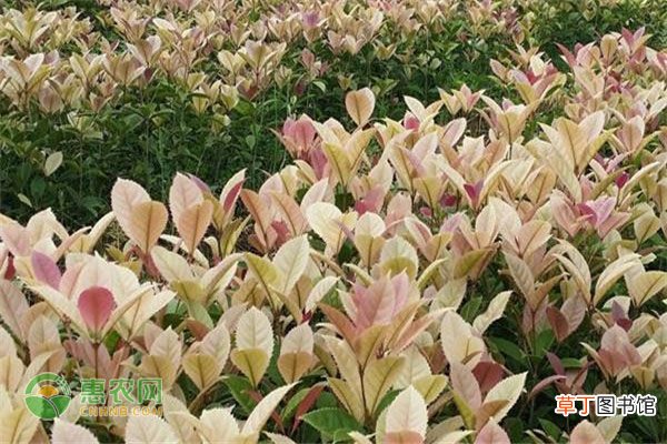 五彩桂花树苗价格多少钱一棵？主要分布在哪？
