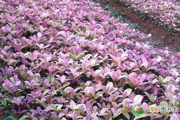 五彩桂花树苗价格多少钱一棵？主要分布在哪？
