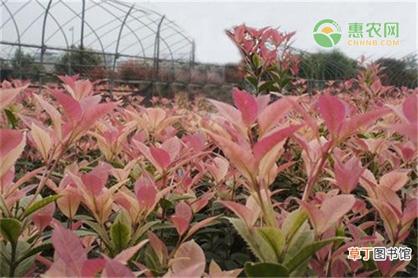 五彩桂花树苗价格多少钱一棵？主要分布在哪？