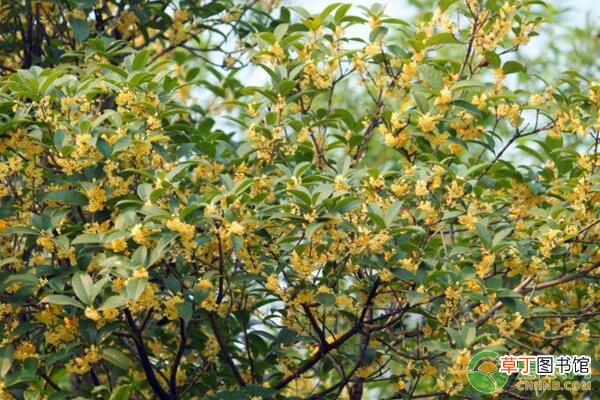 地笼桂花与丛生桂花有何区别？