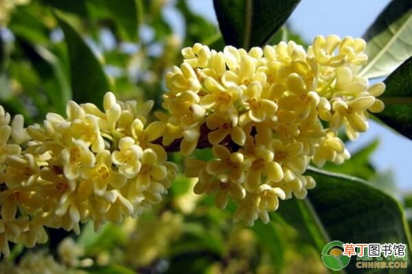 日香桂花苗批发价多少钱一株？品种有何特点？