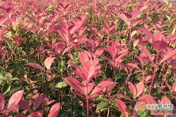 珍珠彩叶桂多少钱一株？珍珠彩叶桂有何特点？