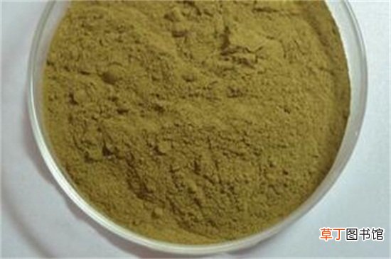 菊花粉的功效与作用及禁忌