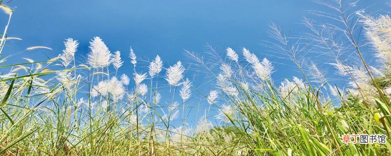 芦花荡主要内容概括 芦花荡主要内容概括是什么