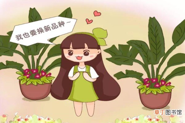 秋冬就得养盆大型花，高端大气又镇宅，1盆能养20年！