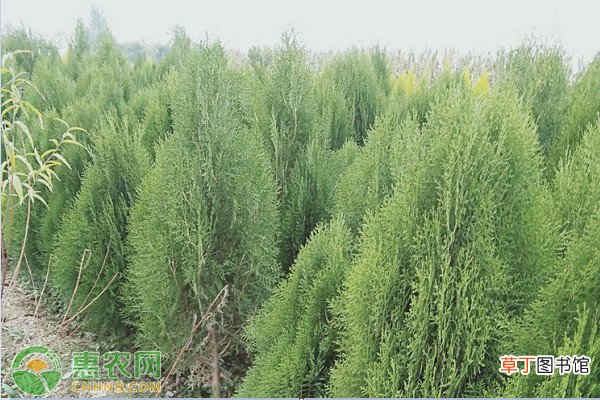 柏树苗多少钱一棵？什么季节移栽好？