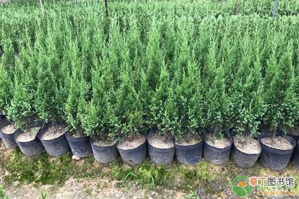 柏树苗多少钱一棵？什么季节移栽好？