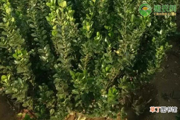 大叶黄杨球苗价格多少钱一棵？怎样才能生长快一些？