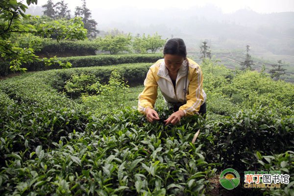 中国首次发现云南管蕊茶，具体是什么情况？