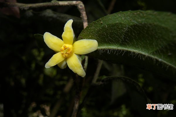 中国首次发现云南管蕊茶，管蕊茶是什么植物？