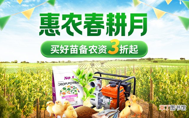 椰子苗哪里有卖？椰子苗要怎么挑选？