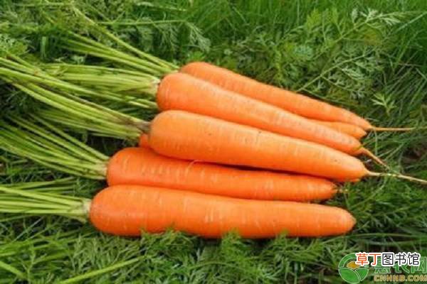 胡萝卜的食用禁忌有哪些？