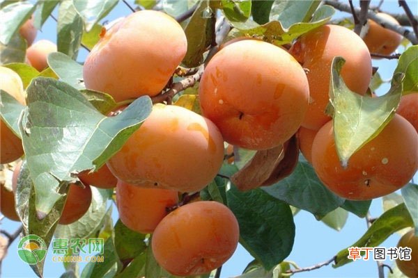柿子是热性还是凉性？柿子不能和什么食物一起吃？