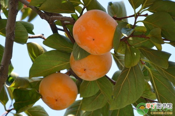 柿子是热性还是凉性？柿子不能和什么食物一起吃？
