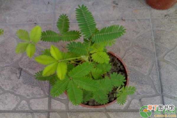 含羞草价格多少钱一株？含羞草怎么养？