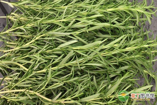 迷迭香苗子多少钱一棵？怎么栽种？