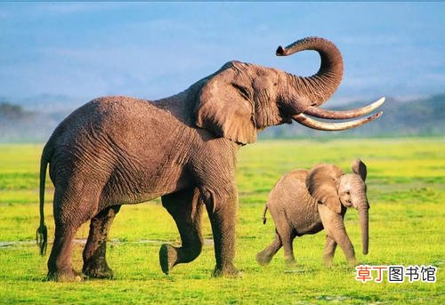 大象的生活方式和特点 大象的生活习性