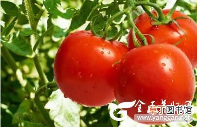预防肝病吃什么好 预防肝病吃什么食物好？