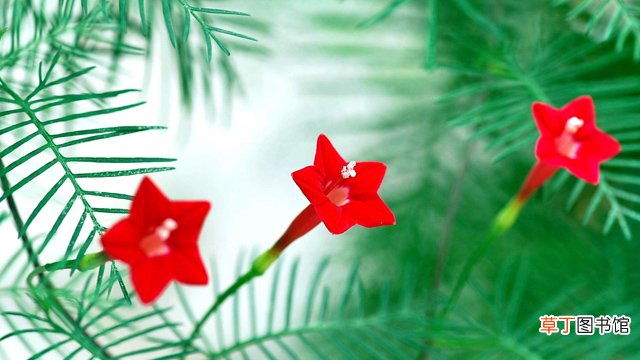 五星花和仙丹花的区别
