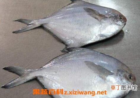 海鲳鱼怎么去腥 海鲳鱼怎么做不腥