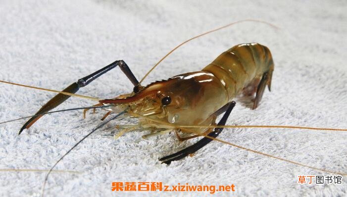 白虾和河虾的营养价值