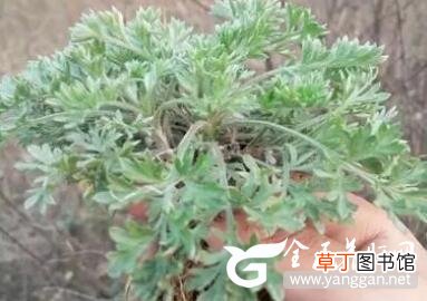 肝病患者养肝秘笈 家中常置这一物最养肝 茵陈的功效与作用