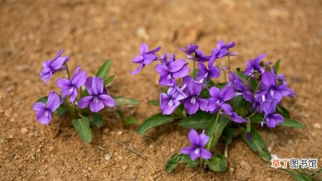 紫花堇菜和细距堇菜的区别