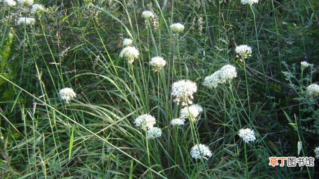 山韭和野韭的区别