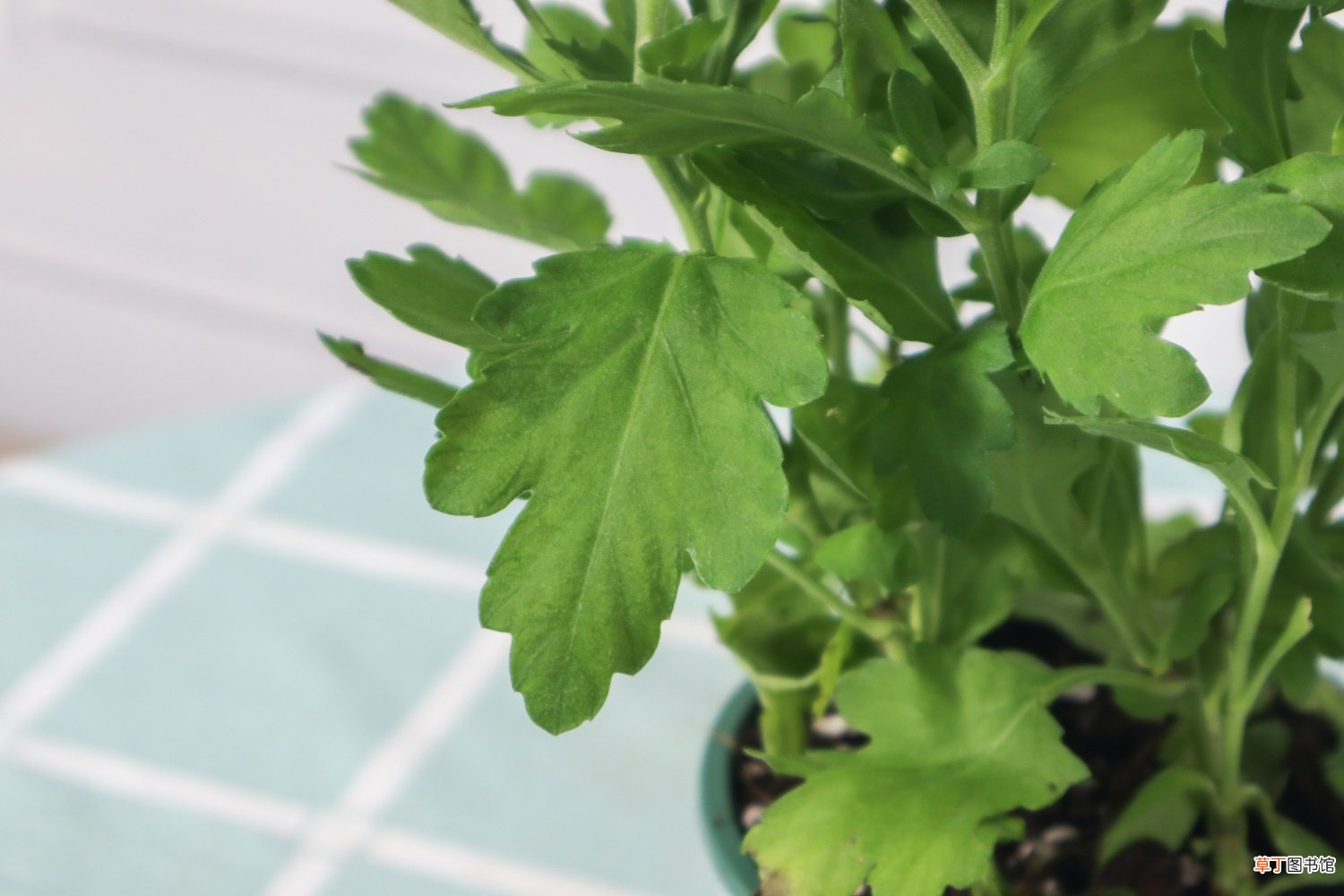 盆栽菊花的养殖方法
