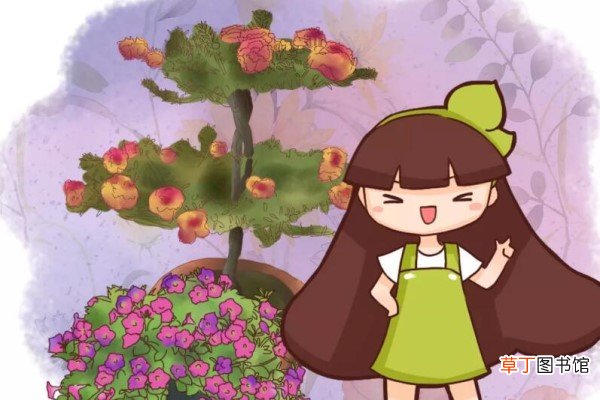 这五种花养了绝对不会后悔，猝不及防它就爆盆了！