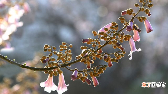 梧桐花和泡桐花的区别