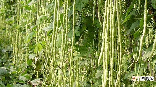 四季豆和豆角与什么区别
