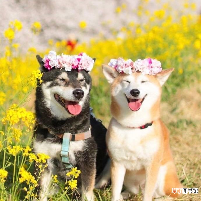 关于春暖花开的朋友圈句子有哪些？