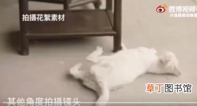 拍摄时毒死真猫?当家主母剧组回应 究竟出了什么事?
