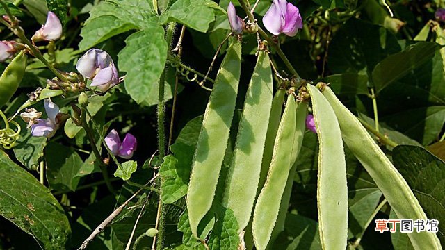 四季豆和扁豆的区别