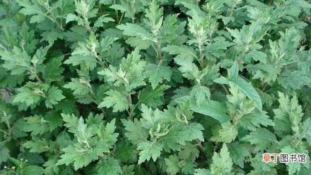 野艾蒿和艾草的区别