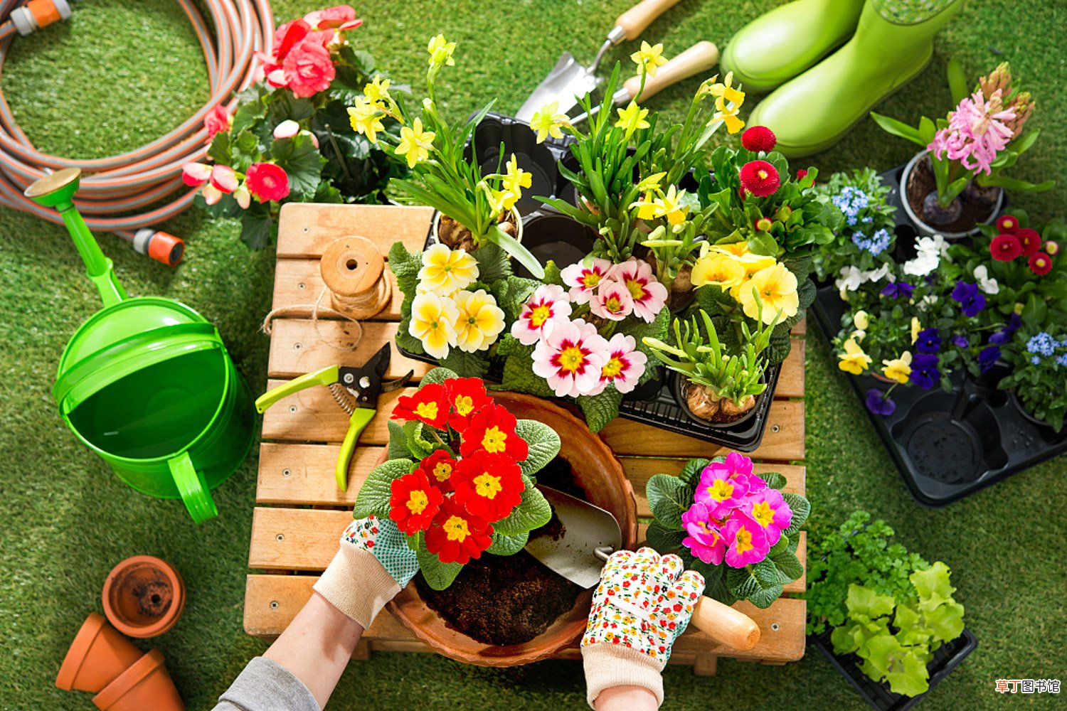 红梅和腊梅的区别