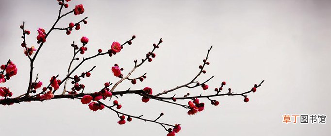 描写梅花的诗句有哪些？