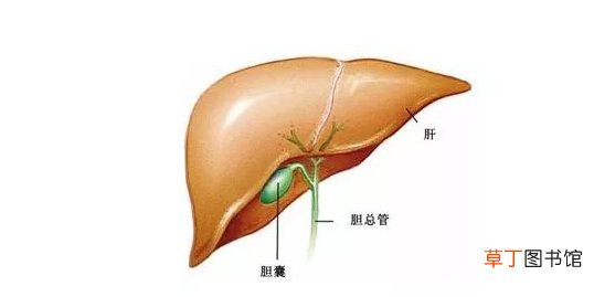 胆囊切除后有什么忌口-胆囊切除后饮食禁忌
