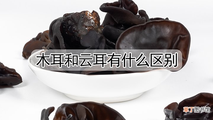 木耳和云耳有什么区别