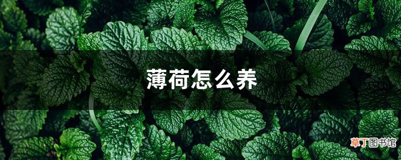 薄荷怎么养