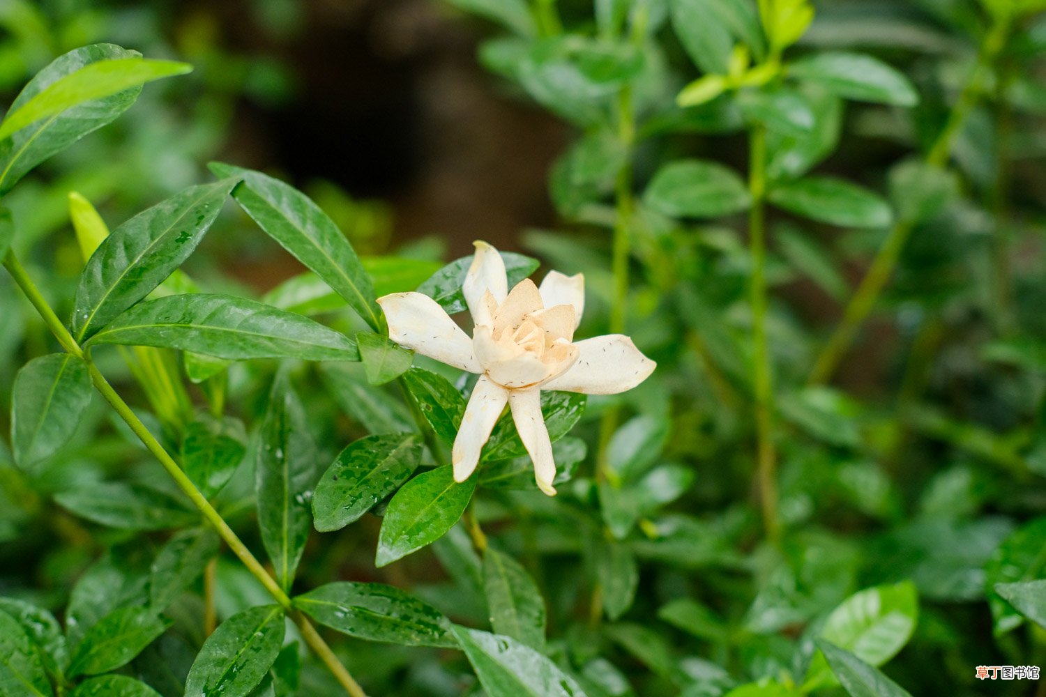 栀子花怎么养殖方法